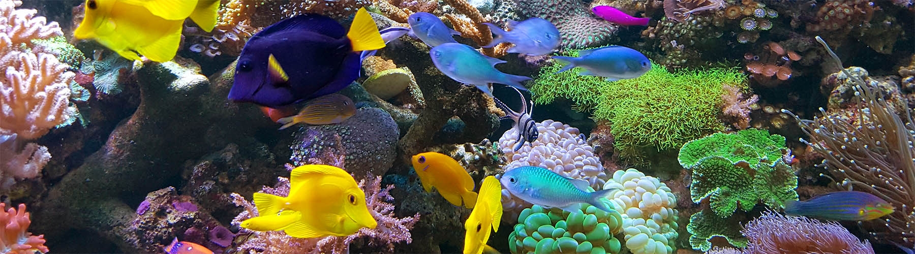 Bannersaltwaterreef