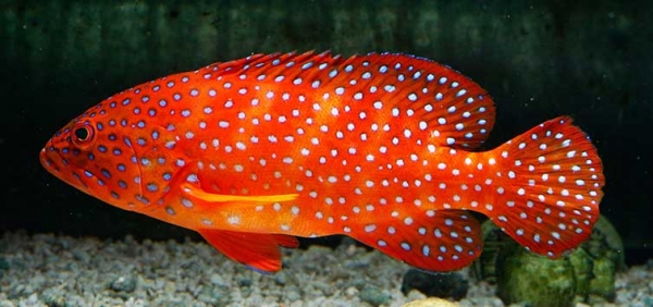 525_groupers_in_the_home_aquarium.jpg