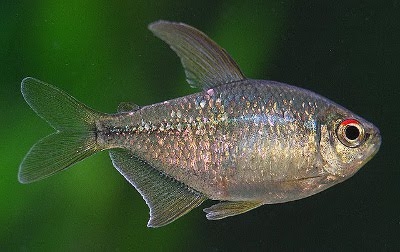 DiamondTetra.jpg