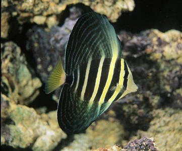 Sailfin Tang | Saltwater Fish | Fish Addicts