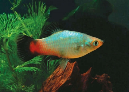 RainbowPlatyfish2.jpg