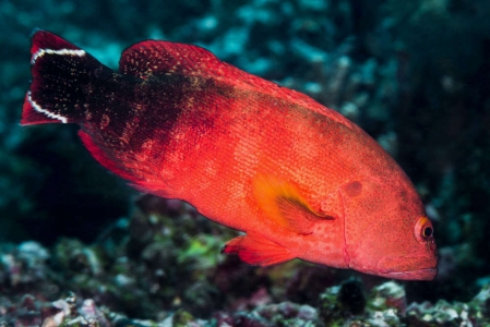 RedVTailGrouper5.jpg