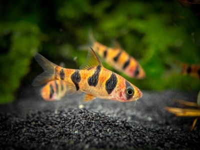 SnakeskinBarb23_1024x1024.jpg