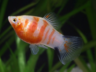 TigerPlaty.jpg