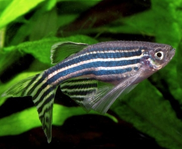 ZebraDanioLongfinVariety.jpg