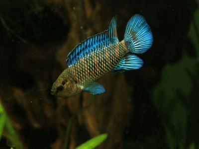 badis.jpg