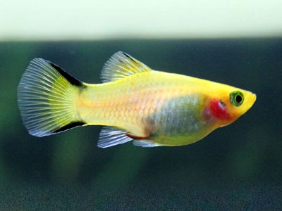 goldtwinbarplatyfish.jpg