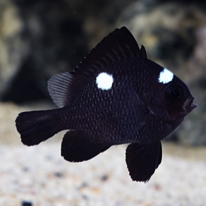 lg_70145_Three_Spot_Domino_Damselfish.jpg