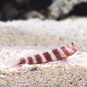 lg_70977_Wheelers_Shrimp_Goby.jpg