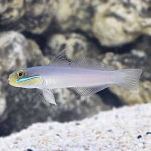 lg_71224_Sleeper_Gold_Head_Goby.jpg