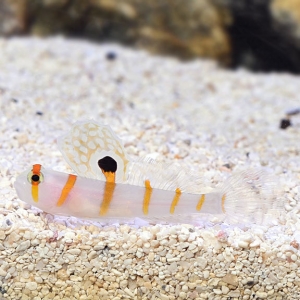 lg_71471_Orange_Stripe_Prawn_Goby.jpg
