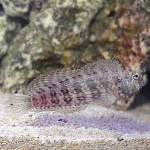 lg_71848_Sailfin_Algae_Blenny.jpg