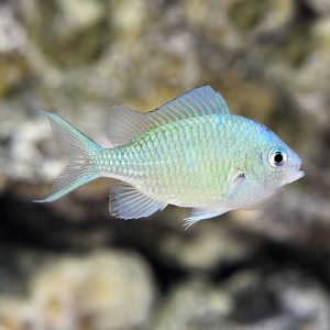 lg_75715_Blue_Green_Reef_Chromis.jpg