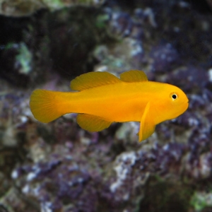 lg_90164_Clown_Goby_Yellow.jpg