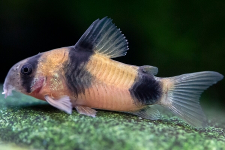 twosaddlecorydoras1.jpg