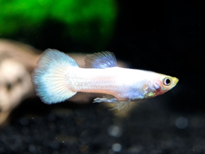 whitemoscowguppy2_1024x1024.jpg