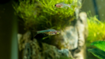 Axel Fish