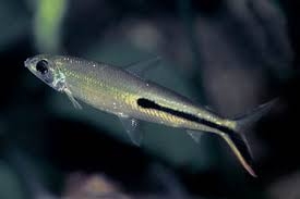 Red Tail Hemiodus | Community Fish | Fish Addicts